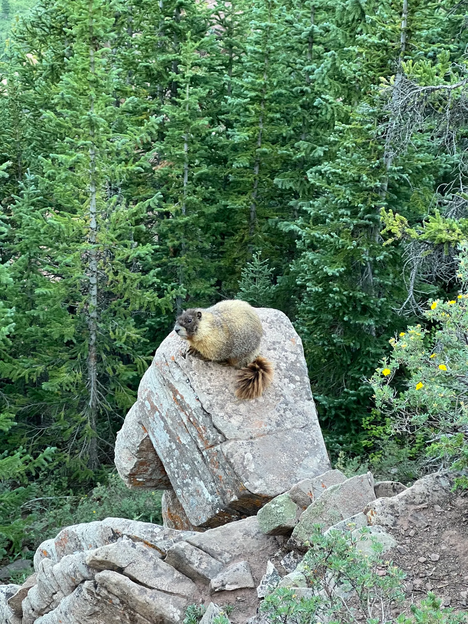 Four Pass Loop